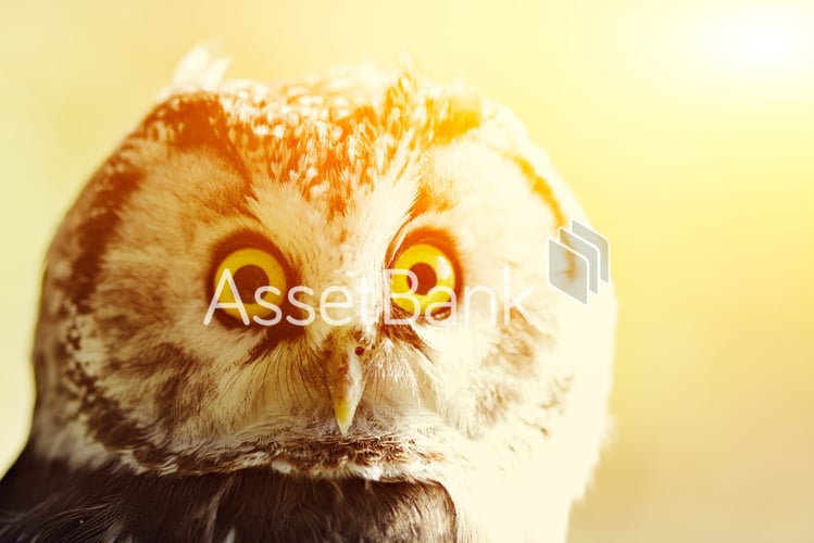 Example-of-a-watermark-Asset-Bank-1