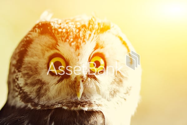 Example-of-a-watermark-Asset-Bank