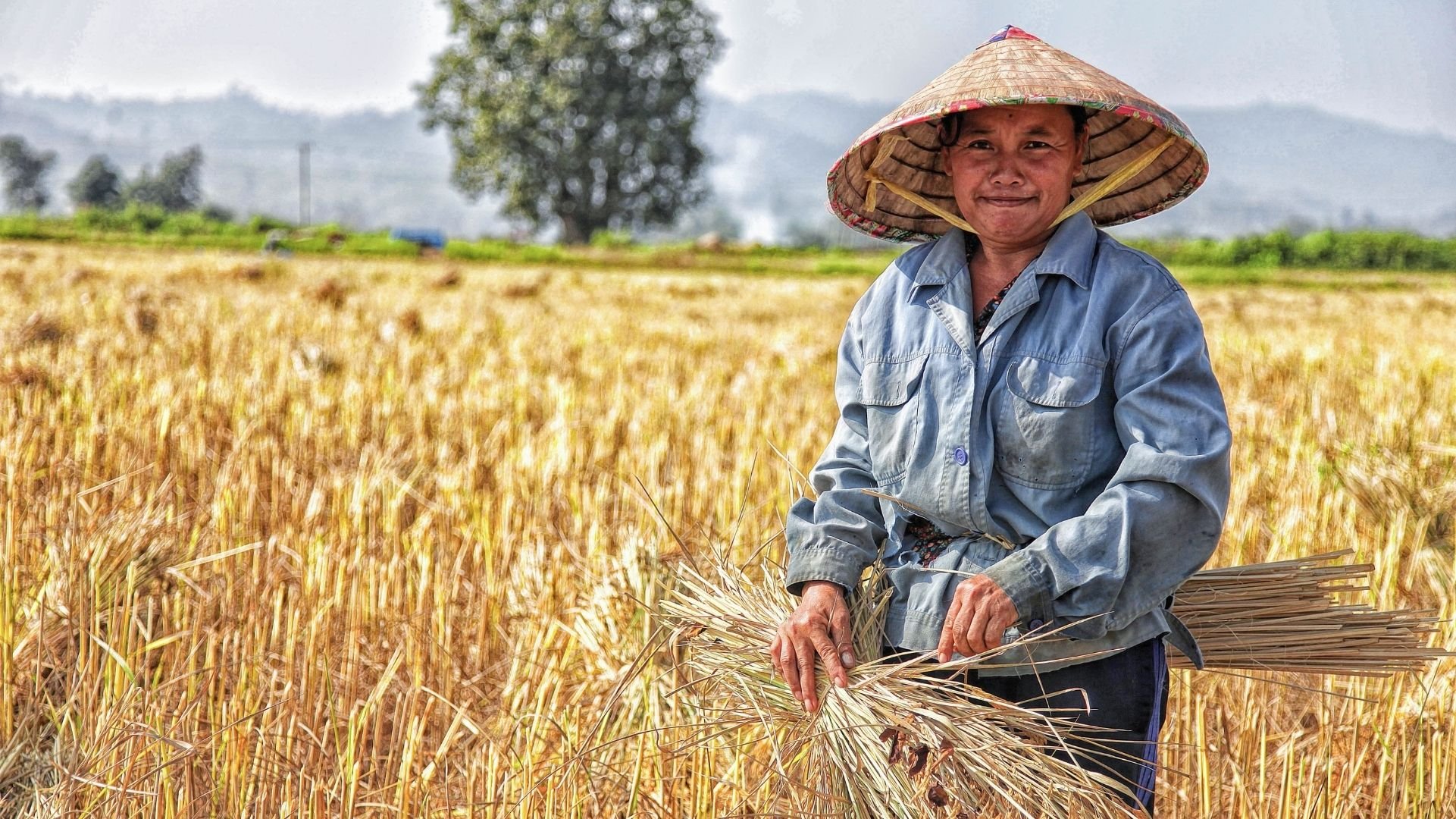 IFAD digital asset management 